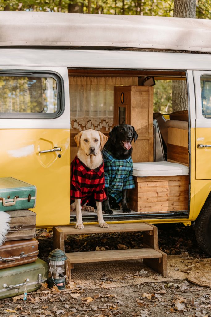 Dogs-Yellow-VW-Bus-Rental